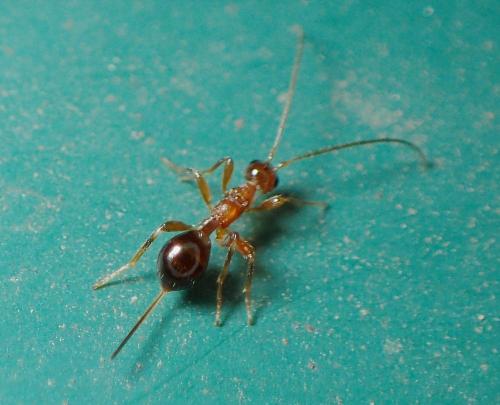Spathius pedestris